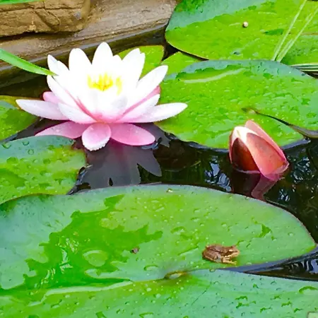 Gudca Tepecik (Dilovasi)