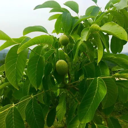 Gudca Tepecik (Dilovasi)